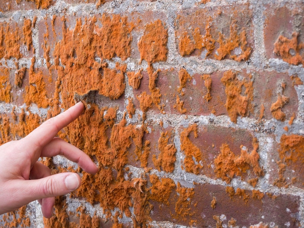 mold on brick wall